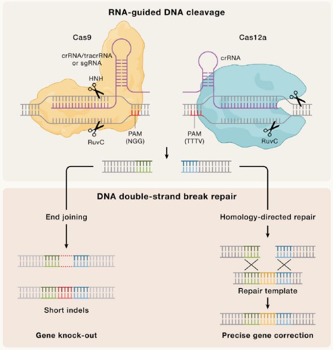 Cell｜CRISPR基因編輯技術(shù)的過去、現(xiàn)在和未來(圖2)
