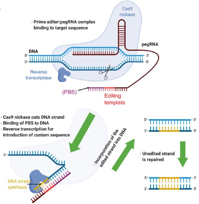Cell｜CRISPR基因編輯技術(shù)的過去、現(xiàn)在和未來(圖5)