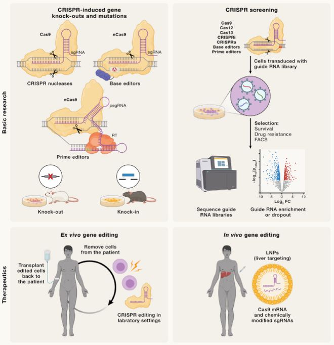 Cell｜CRISPR基因編輯技術(shù)的過去、現(xiàn)在和未來(圖6)
