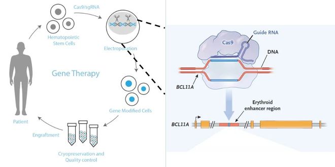 5年新生！邦耀生物全球首例CRISPR治愈β0β0型重度地貧患兒健康生活超5年(圖3)